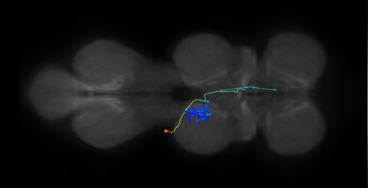 IN23B020_T2_L (MANC:23892)