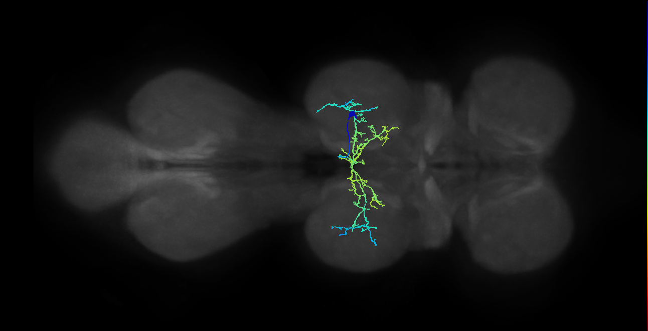 IN12B008_T2_R (MANC:23976)