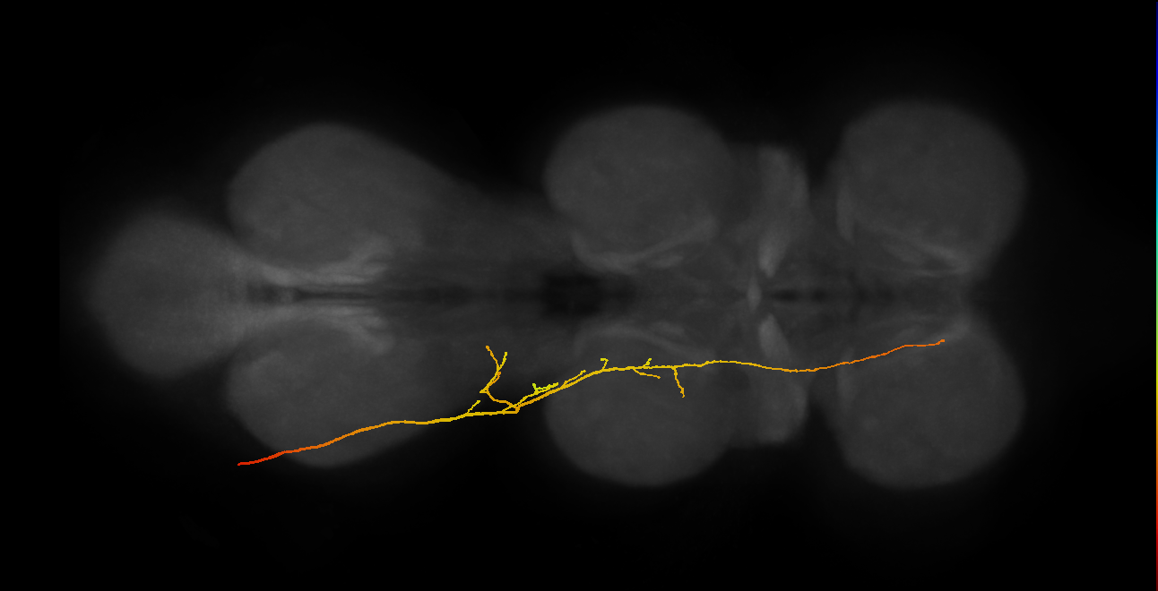 SNpp22_DMetaN_L (MANC:24012)