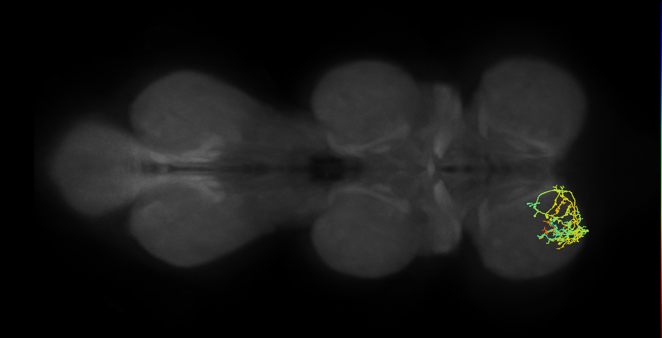 IN09A030_T1_L (MANC:24041)