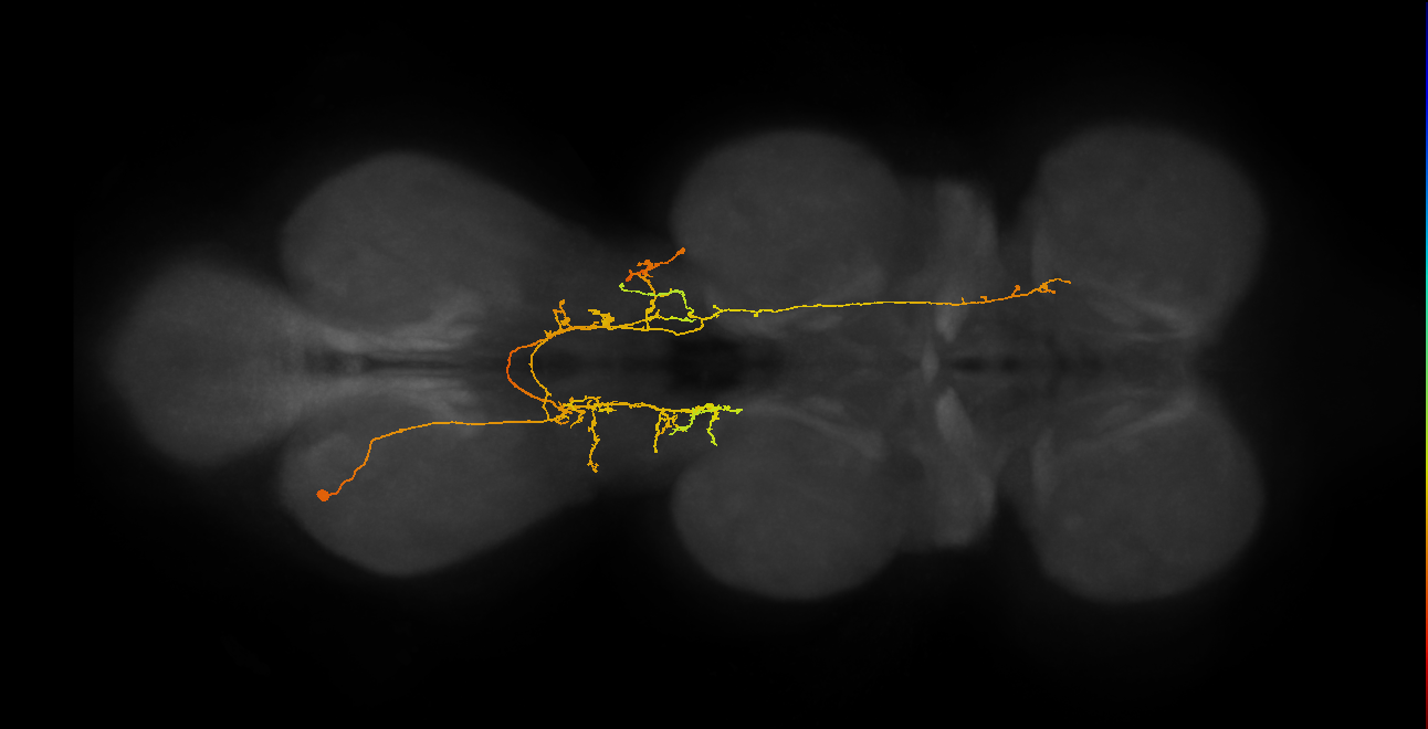 IN06A072_A1_L (MANC:24079)