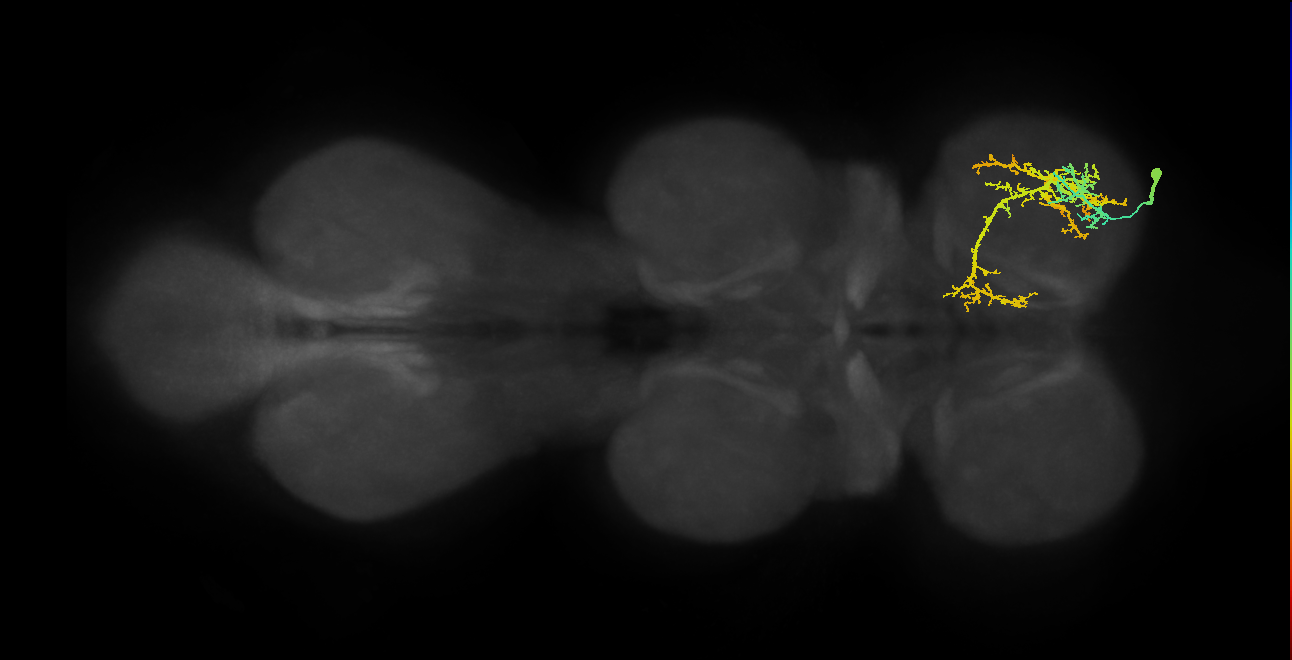 IN13A015_T1_R (MANC:24117)