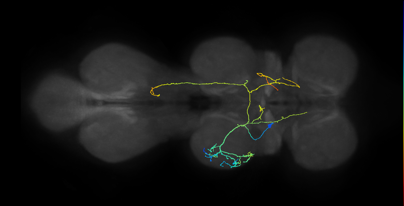 IN07B065_T2_L (MANC:24145)