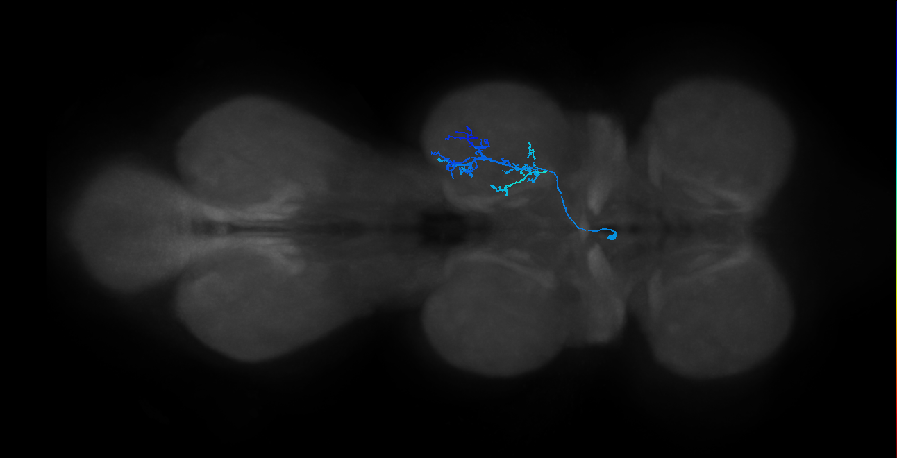 IN14A007_T2_L (MANC:24150)