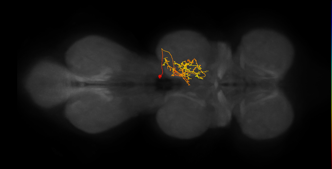 IN11B031_T2_R (MANC:24151)