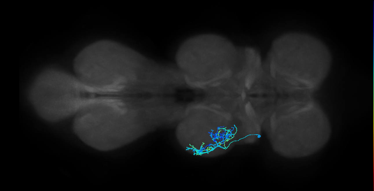 IN16B021_T2_L (MANC:24157)