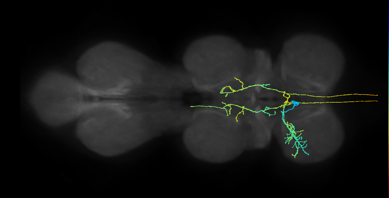 AN05A003_T1_L (MANC:24207)