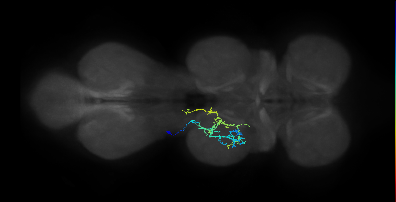 IN21A033_T2_L (MANC:24208)