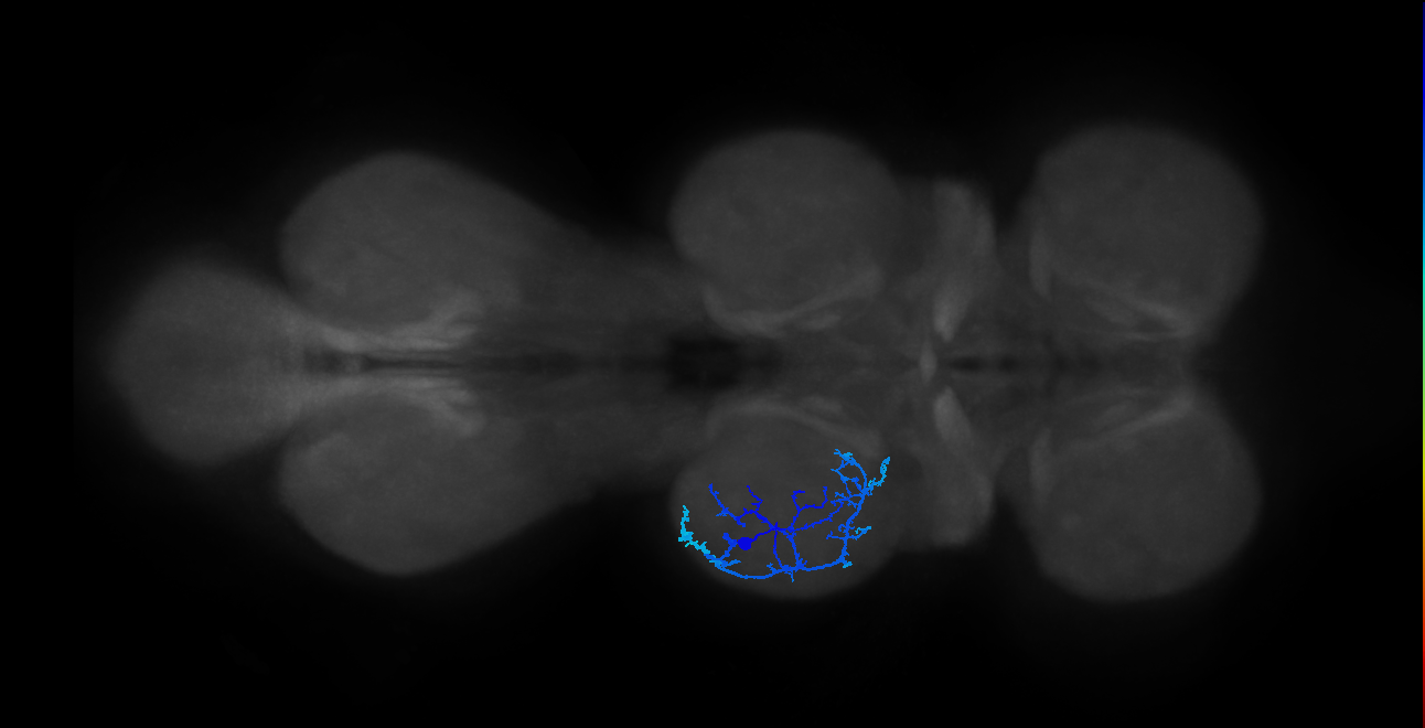 IN13A032_T2_L (MANC:24213)