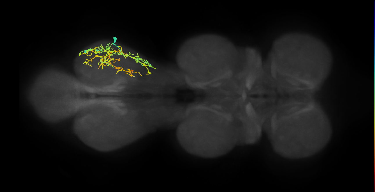 IN08A039_T3_R (MANC:24217)