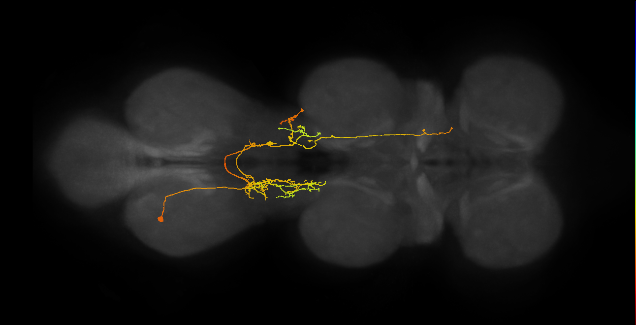 IN06A072_A1_L (MANC:24224)
