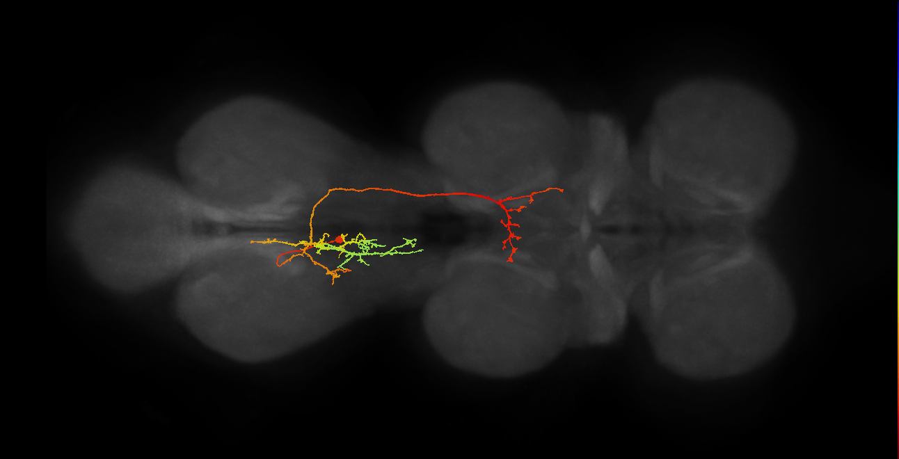 IN19B080_A1_L (MANC:24231)