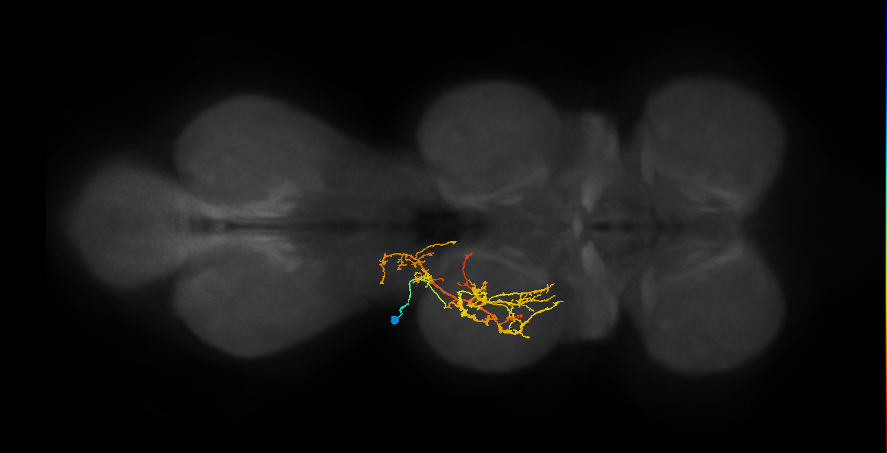 IN03B069_T2_L (MANC:24249)