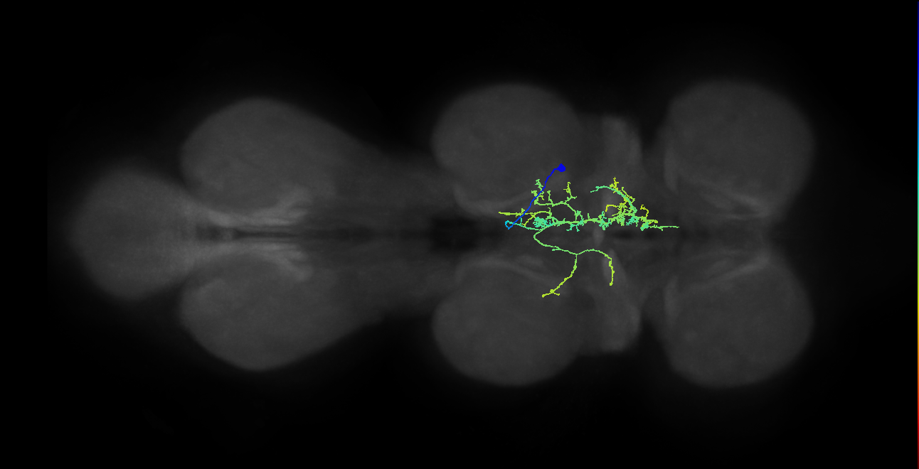 IN05B026_T2_R (MANC:24292)