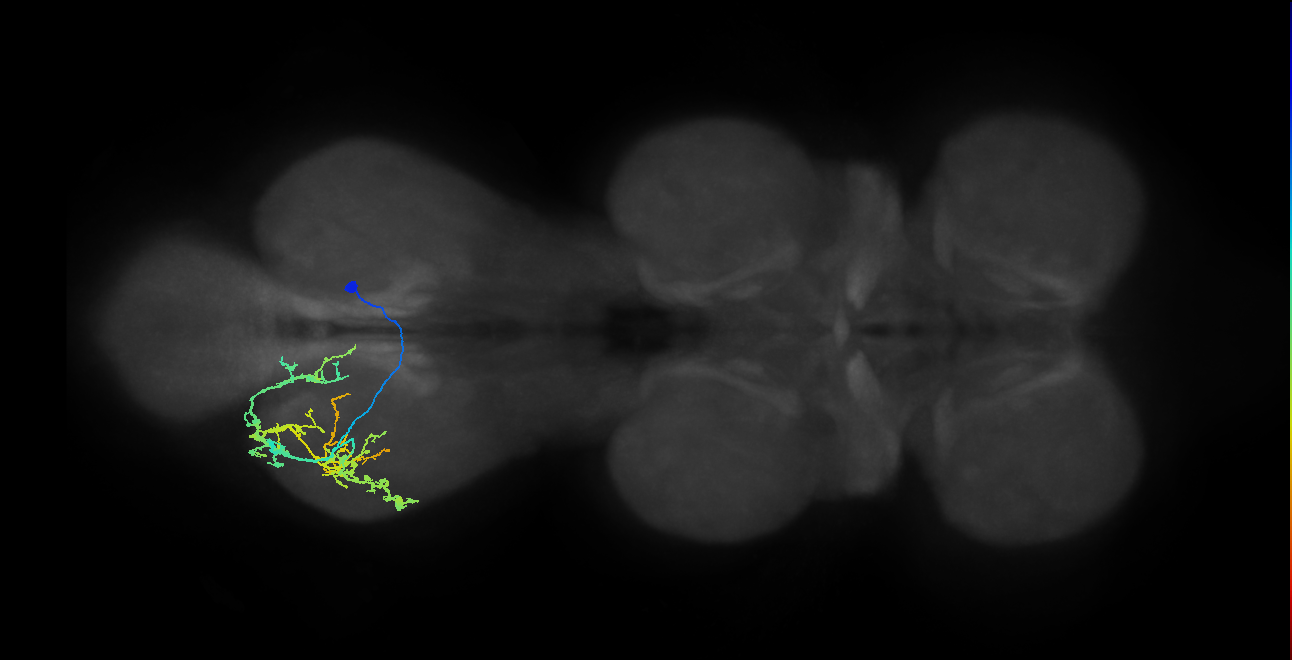 IN13B009_T3_R (MANC:24303)