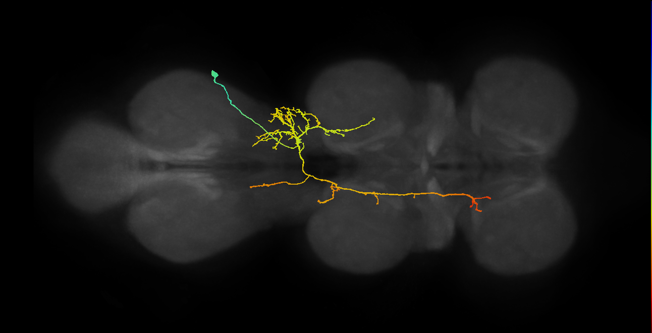 IN08B105_T3_R (MANC:24318)