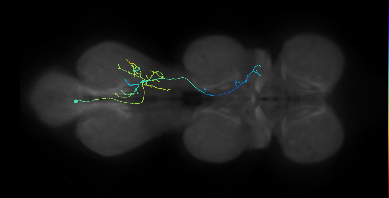 IN12B023_T3_L (MANC:24359)