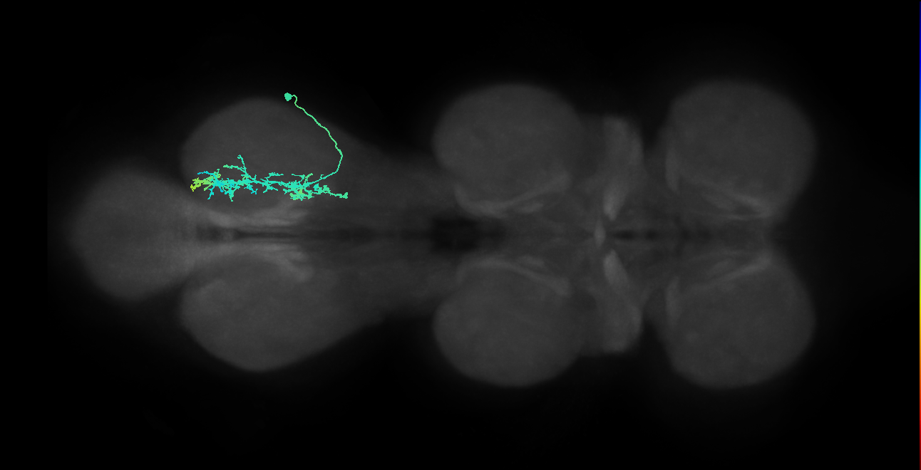 IN09A028_T3_R (MANC:24375)