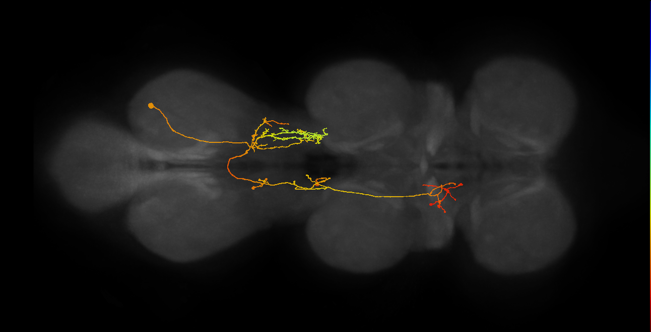 IN06A083_A1_R (MANC:24402)