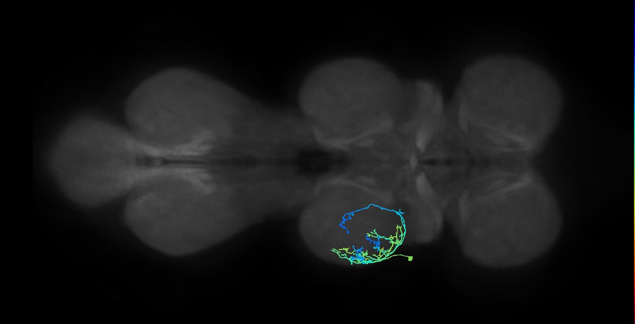IN09A023_T2_L (MANC:24419)
