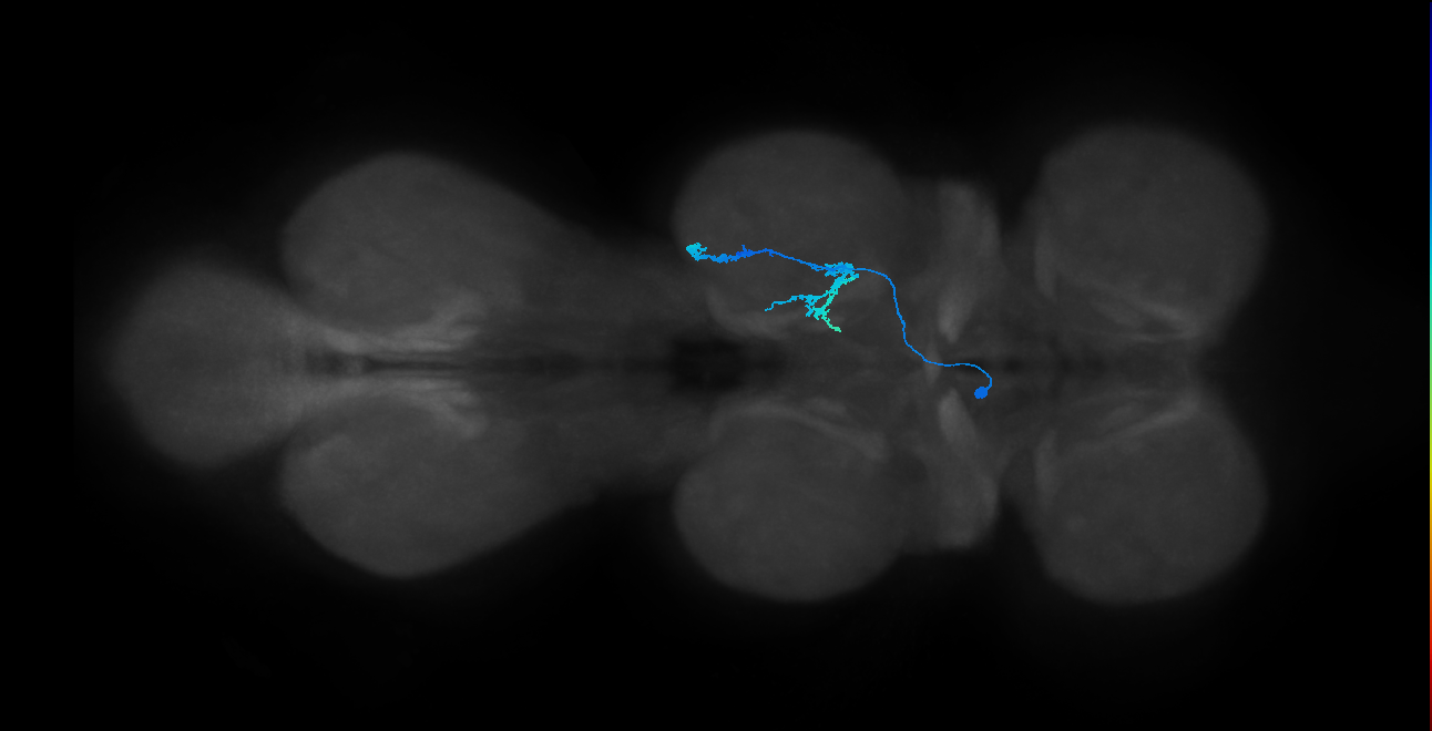 IN14A007_T2_L (MANC:24502)
