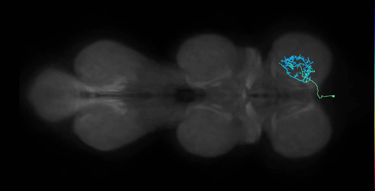 IN14A008_T1_L (MANC:24522)