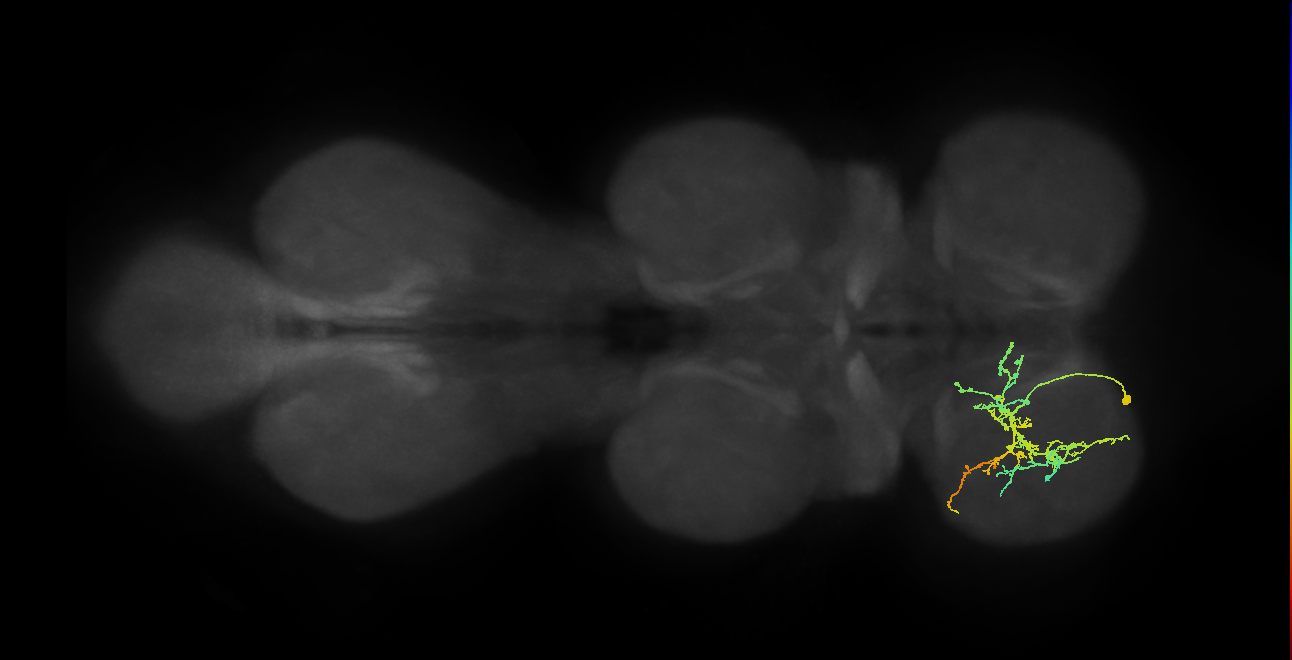IN09A022_T1_L (MANC:24530)