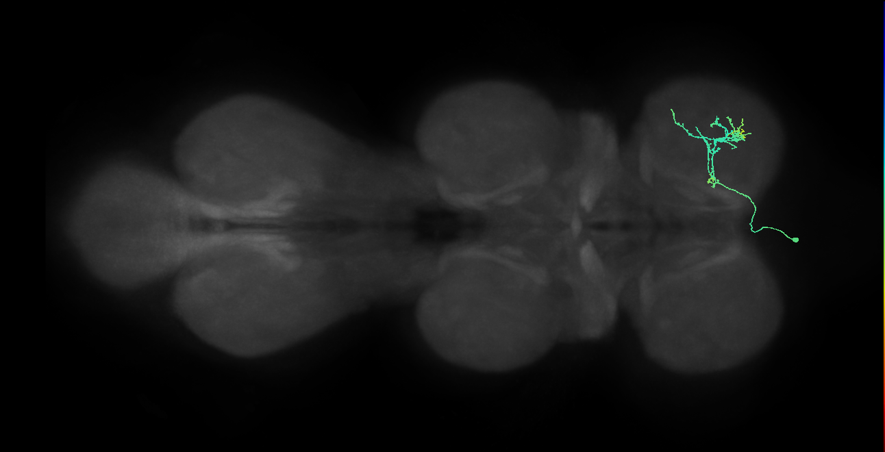 IN14A005_T1_L (MANC:24541)