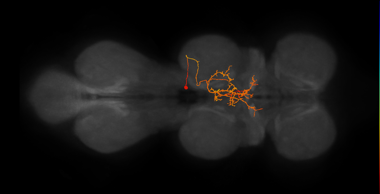 IN11B023_T2_R (MANC:24562)