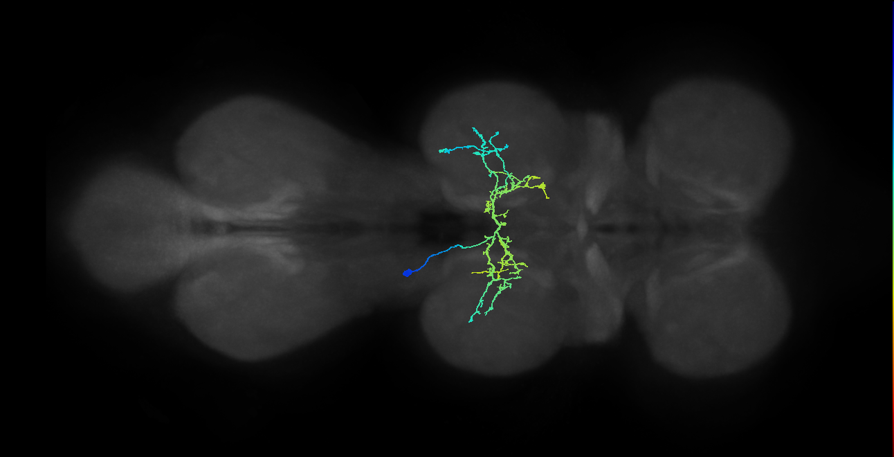 IN12B008_T2_L (MANC:24590)
