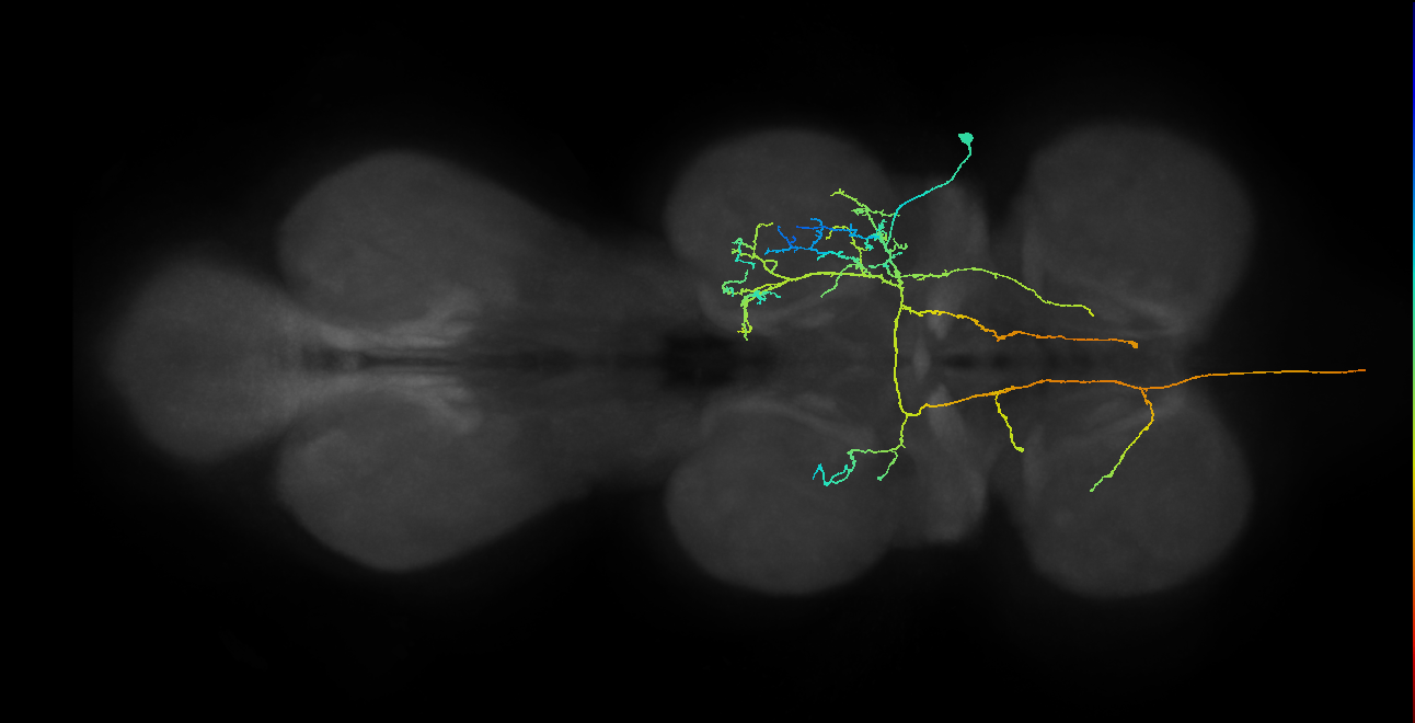 AN08B120_T2_R (MANC:24648)