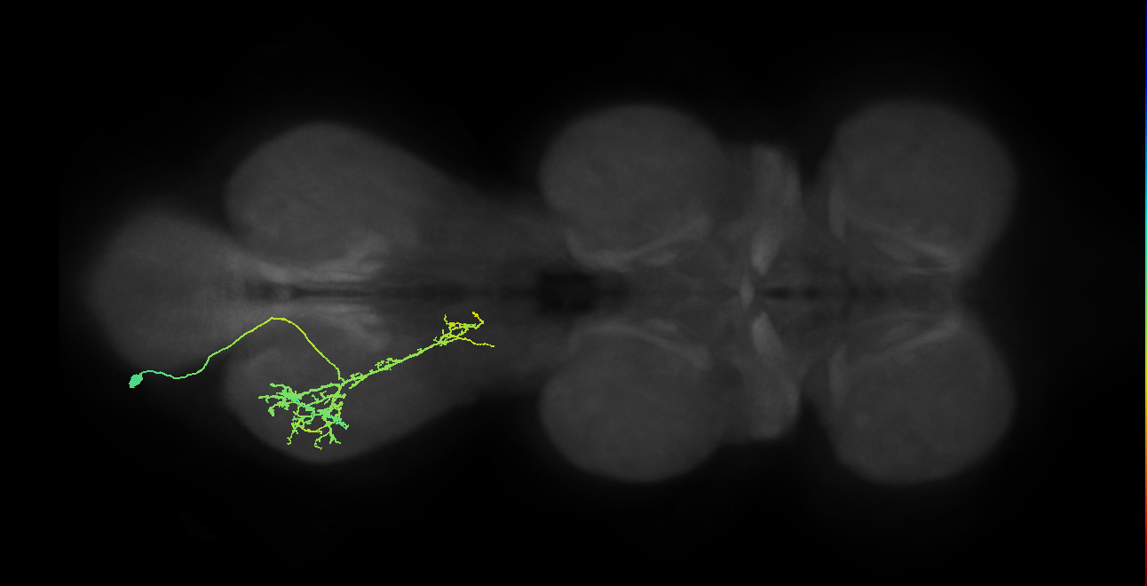 IN21A030_T3_L (MANC:24738)