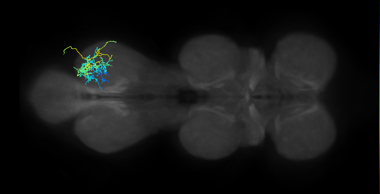 IN19A031_T3_R (MANC:24762)