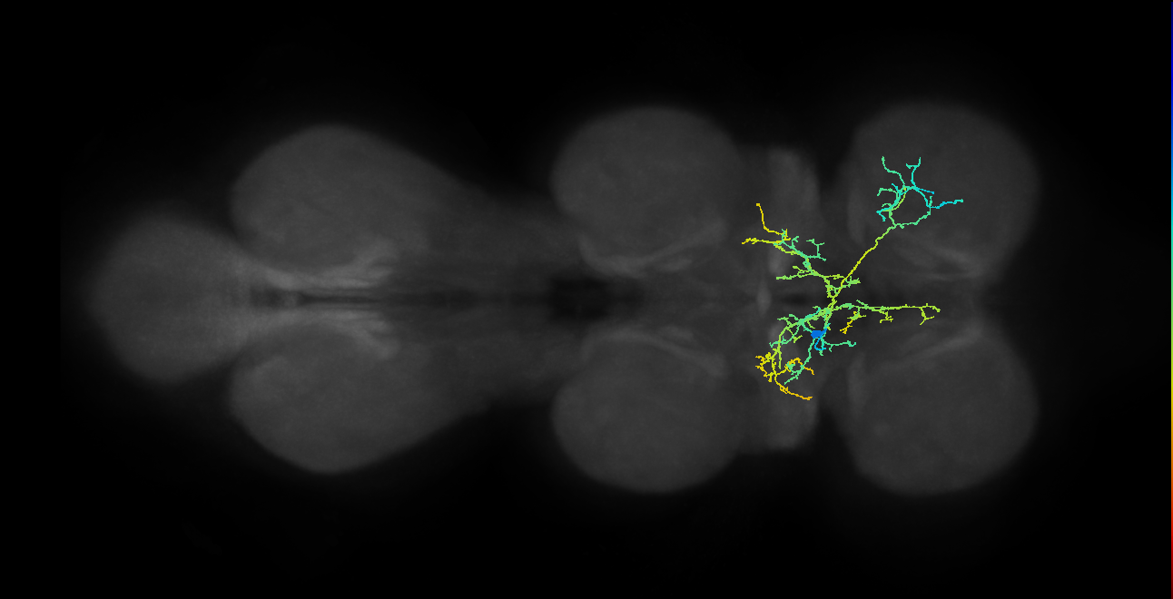 IN12B021_T1_L (MANC:24775)