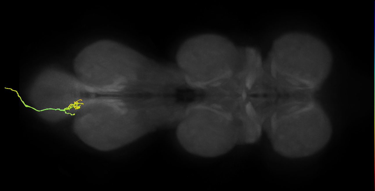 SNxx05_AbNT_L (MANC:24785)