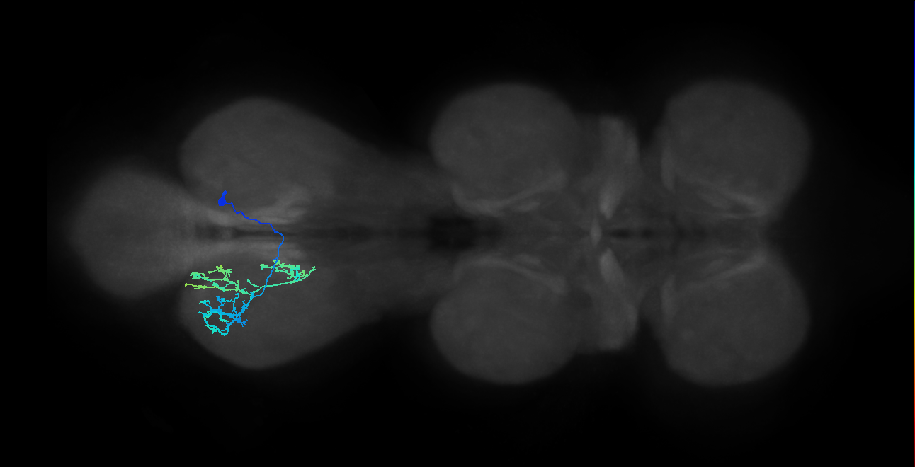 IN13B026_T3_R (MANC:24800)