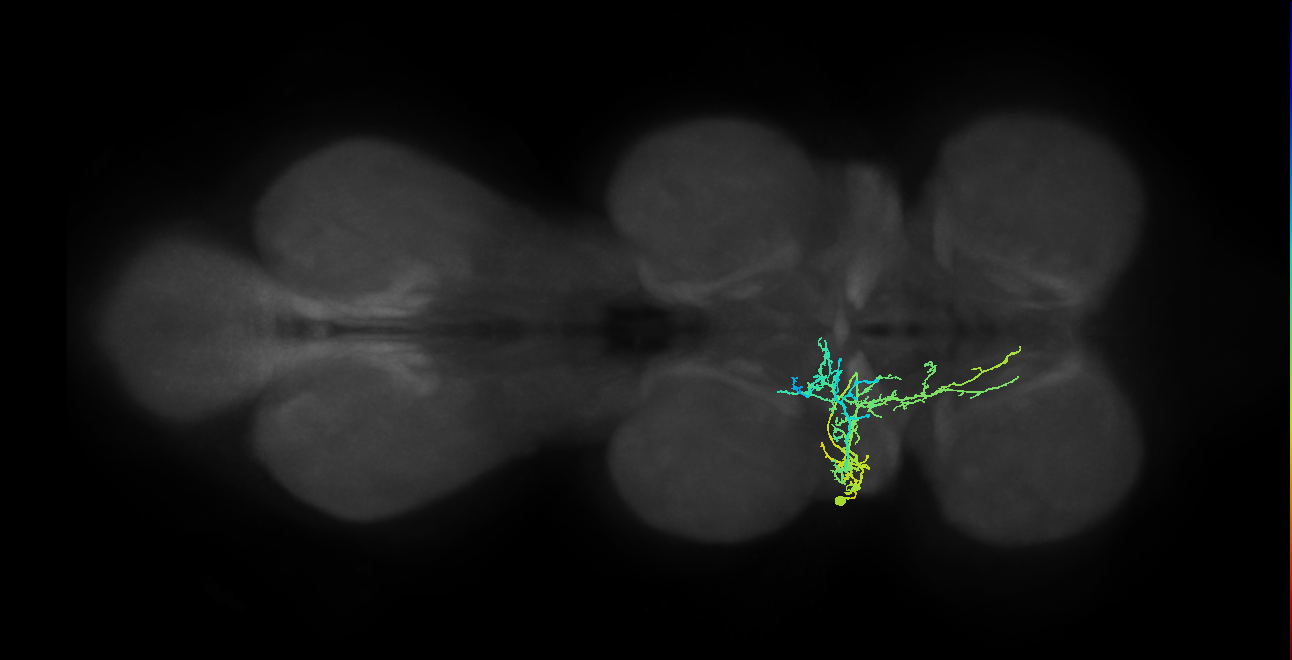 IN17A080_T2_L (MANC:24807)