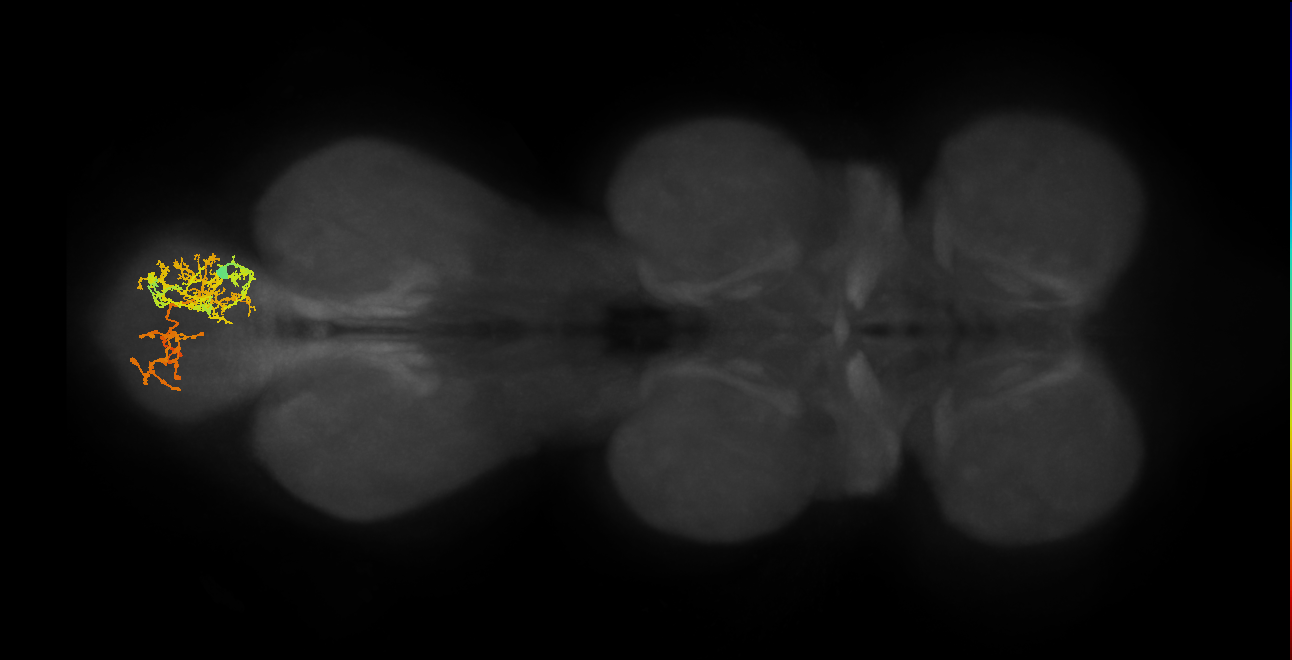 IN06A074_A6_R (MANC:24832)