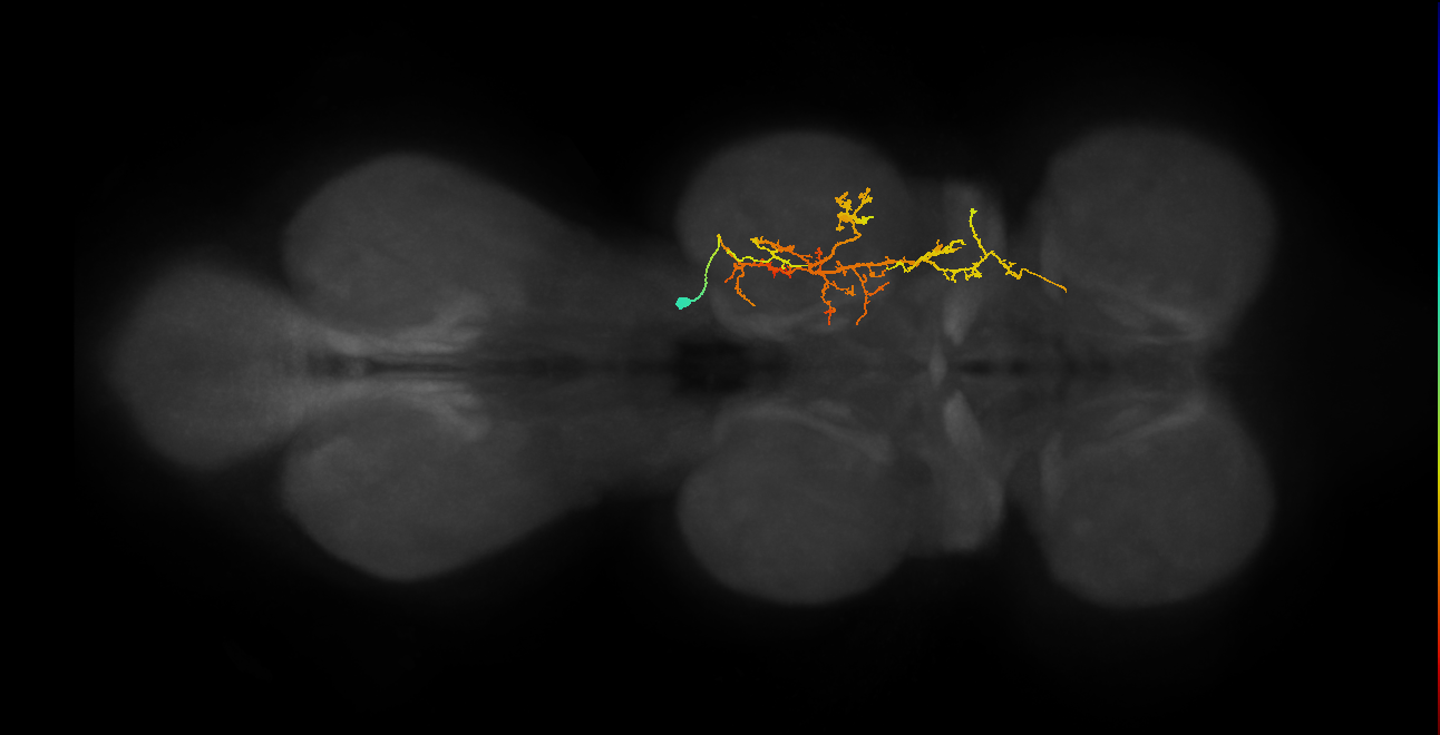 IN03B063_T2_R (MANC:24856)