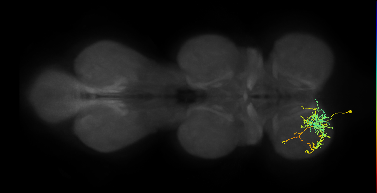 IN16B021_T1_L (MANC:24879)