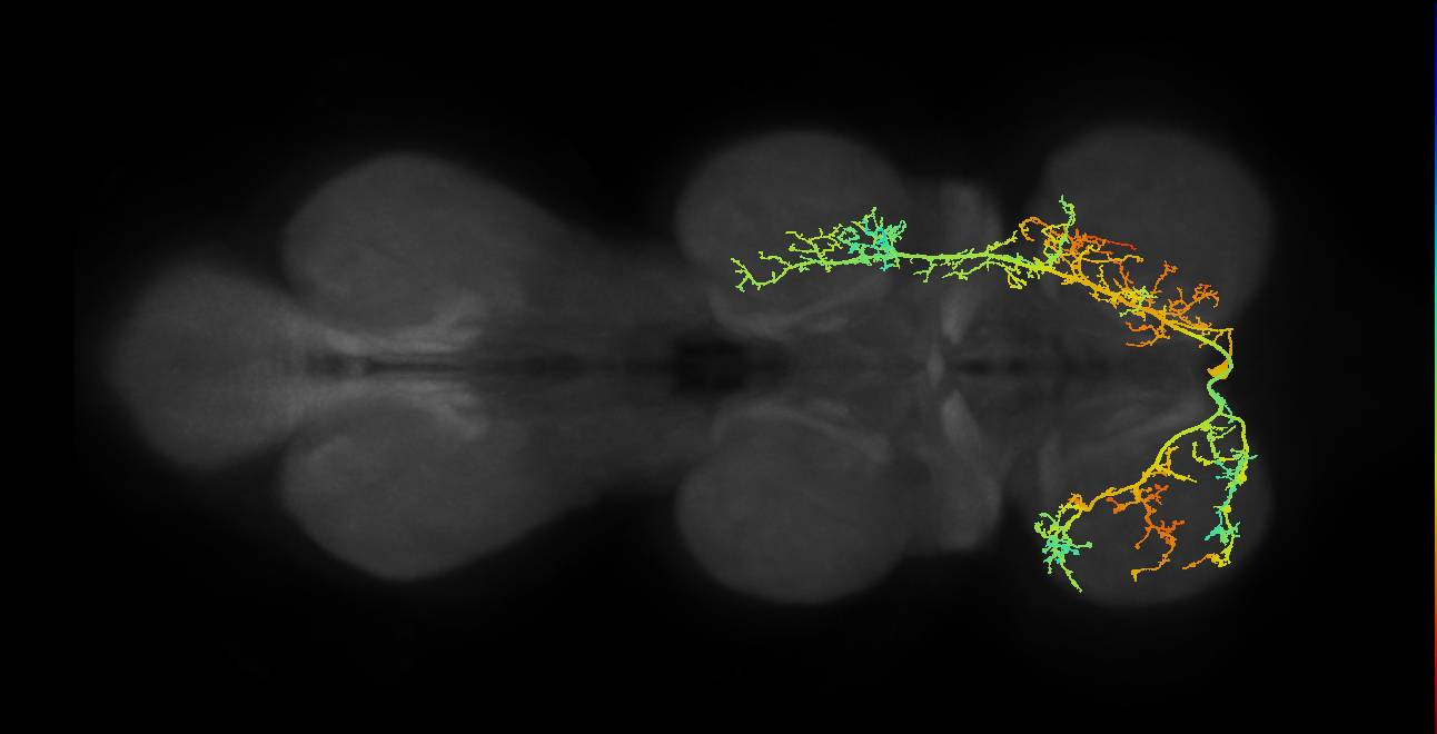 IN01A018_T1_R (MANC:24896)
