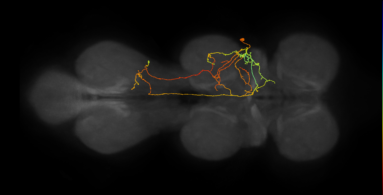 IN17A079_T2_R (MANC:24907)