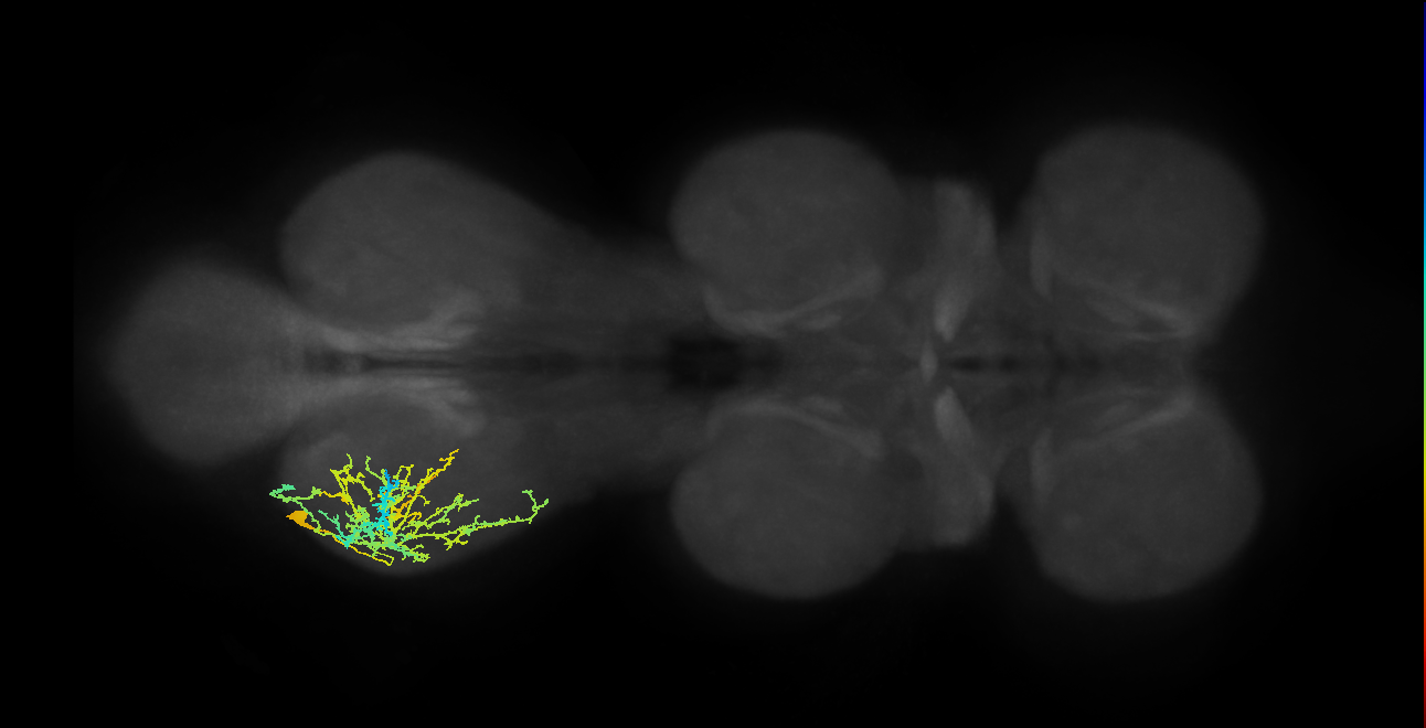 IN17A046_T3_L (MANC:24950)