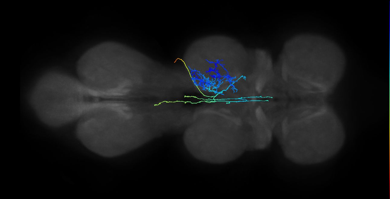 IN23B024_T2_R (MANC:24970)