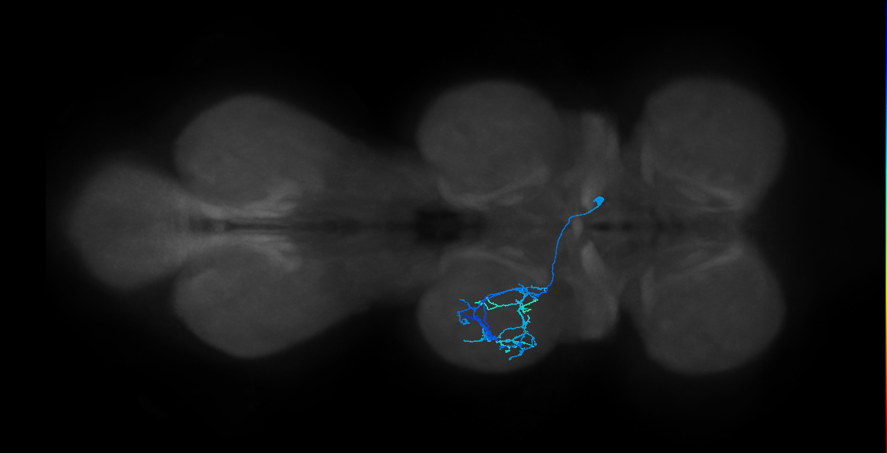 IN14A005_T2_R (MANC:24981)