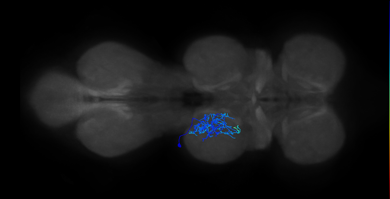 IN01B004_T2_L (MANC:25054)