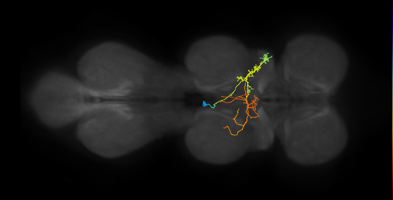 IN06B076_T2_L (MANC:25142)