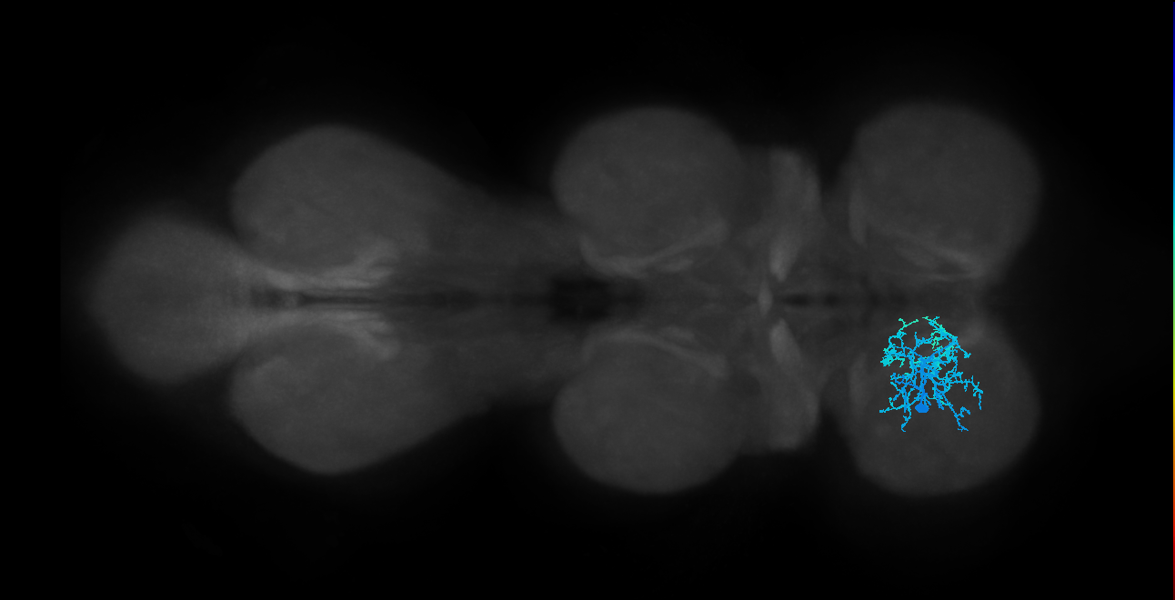 IN01B012_T1_L (MANC:25182)