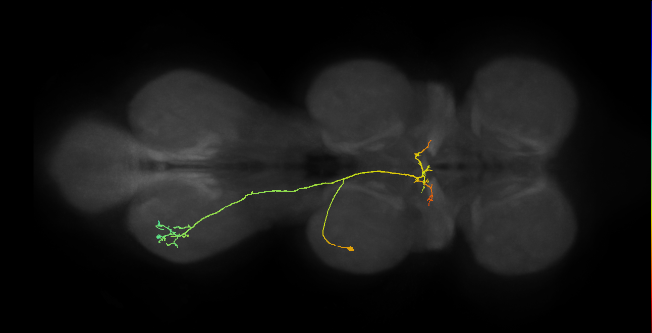 IN11A037_T2_L (MANC:25215)