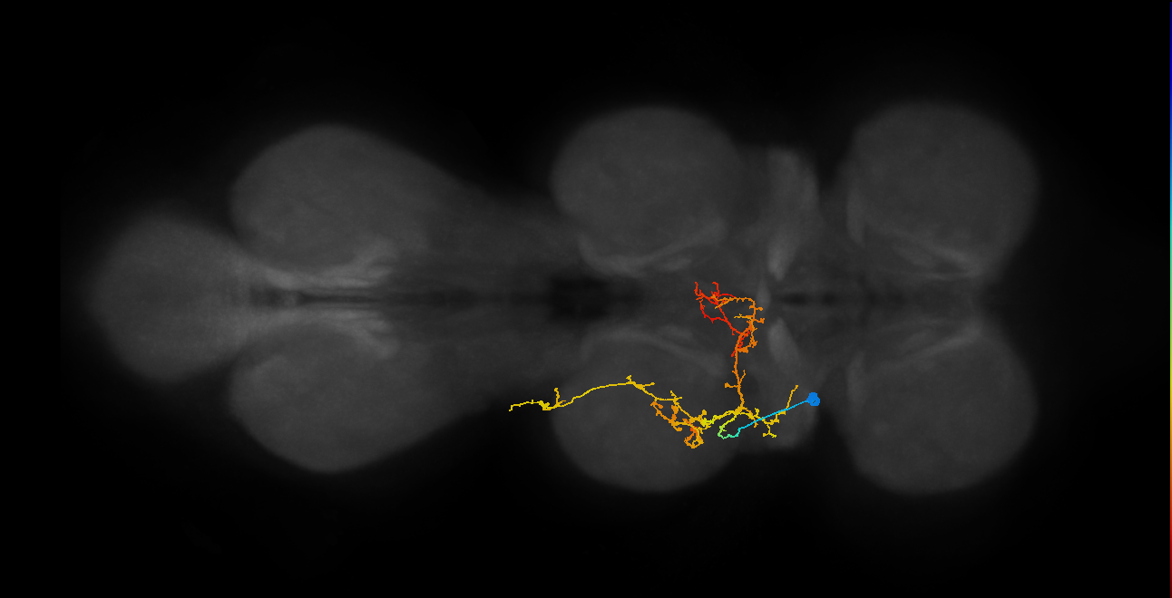 IN16X042_T2_L (MANC:25244)